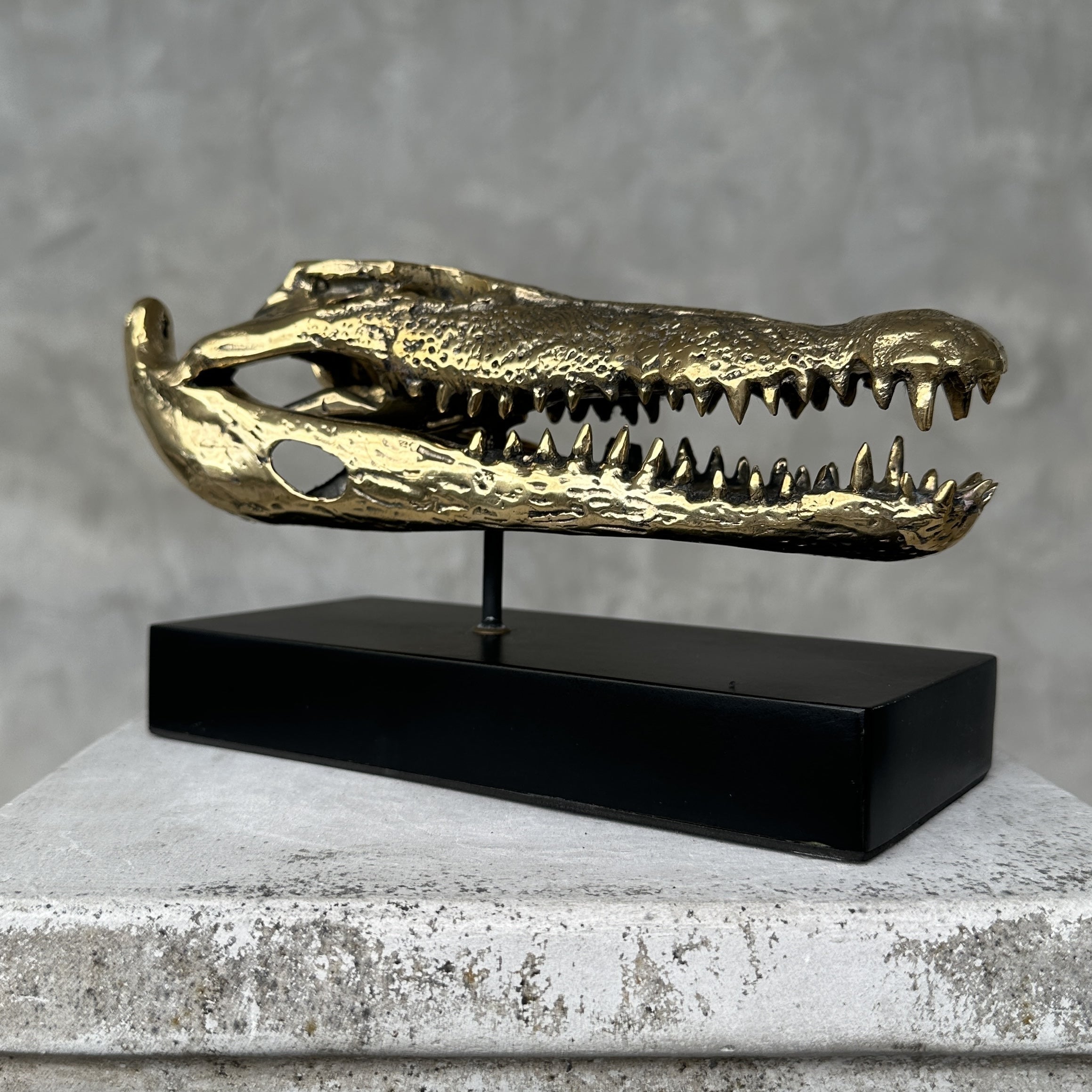 Saltwater Crocodile Skull, Small With Base