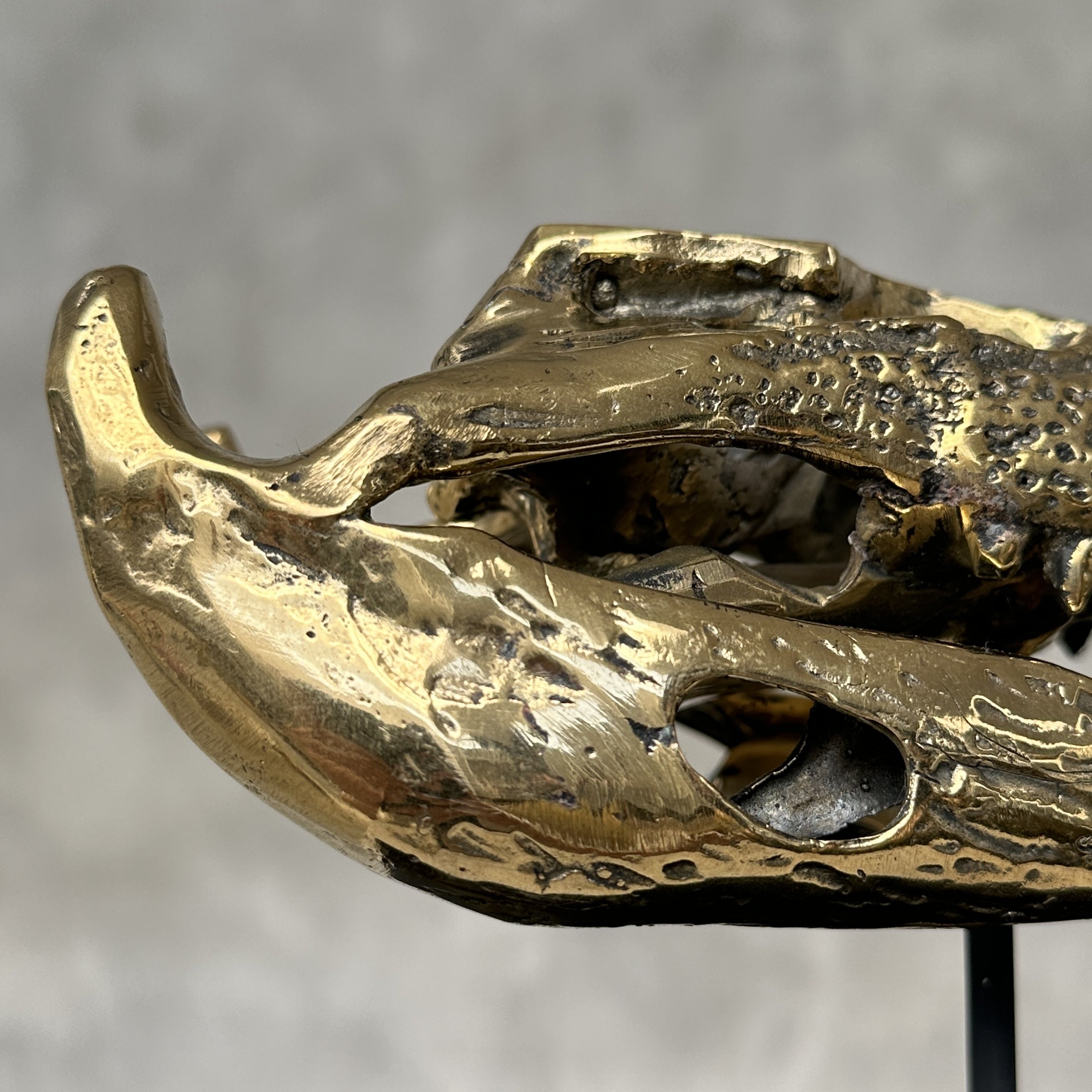 Saltwater Crocodile Skull, Small With Base