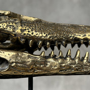 Saltwater Crocodile Skull, Small With Base