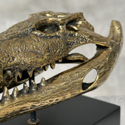 Saltwater Crocodile Skull, Small With Base