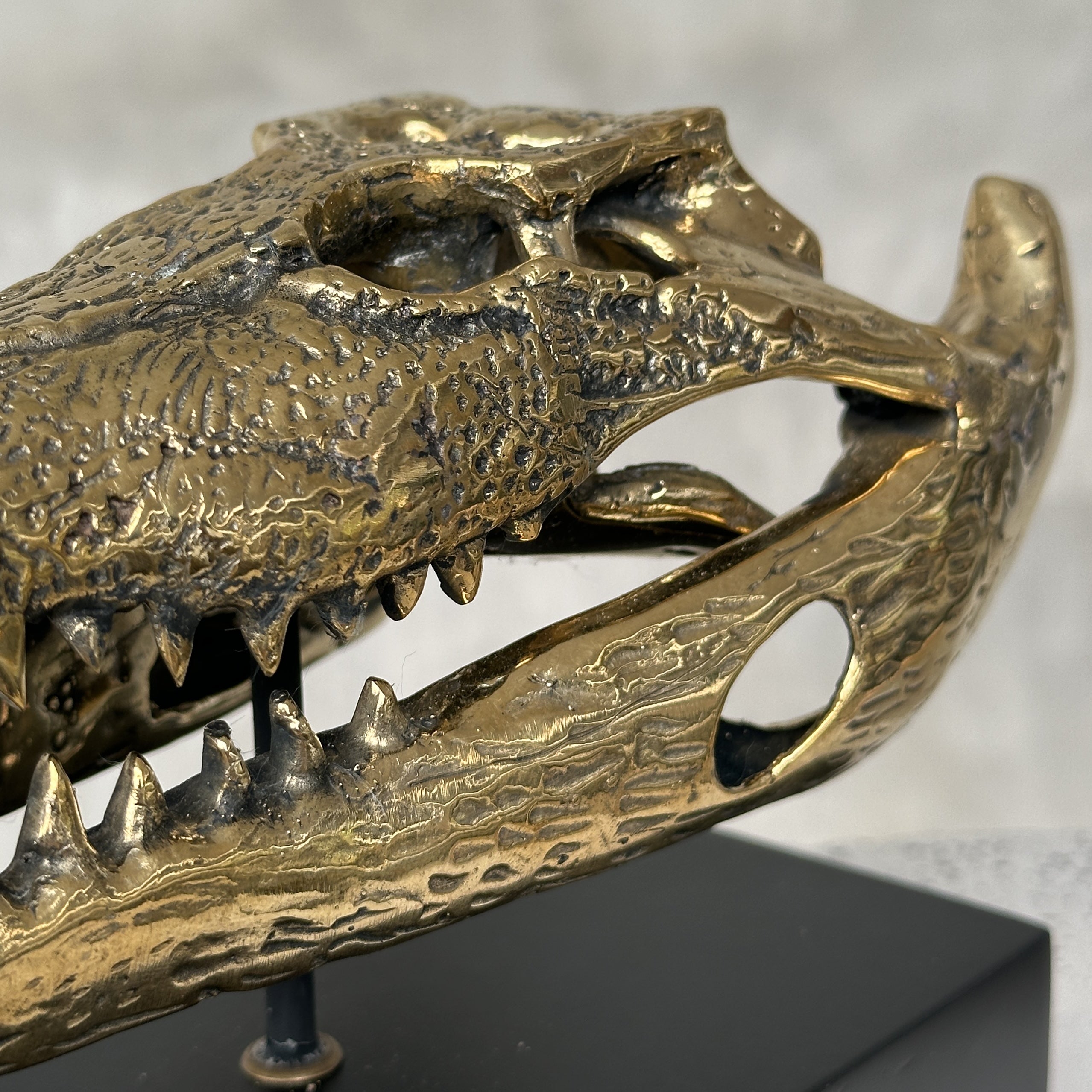 Saltwater Crocodile Skull, Small With Base