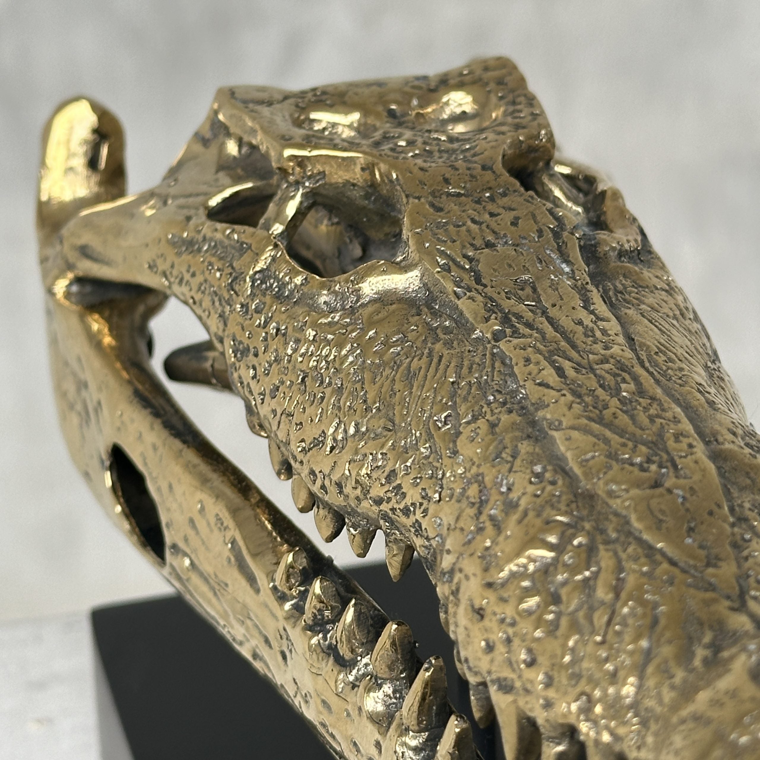 Saltwater Crocodile Skull, Small With Base