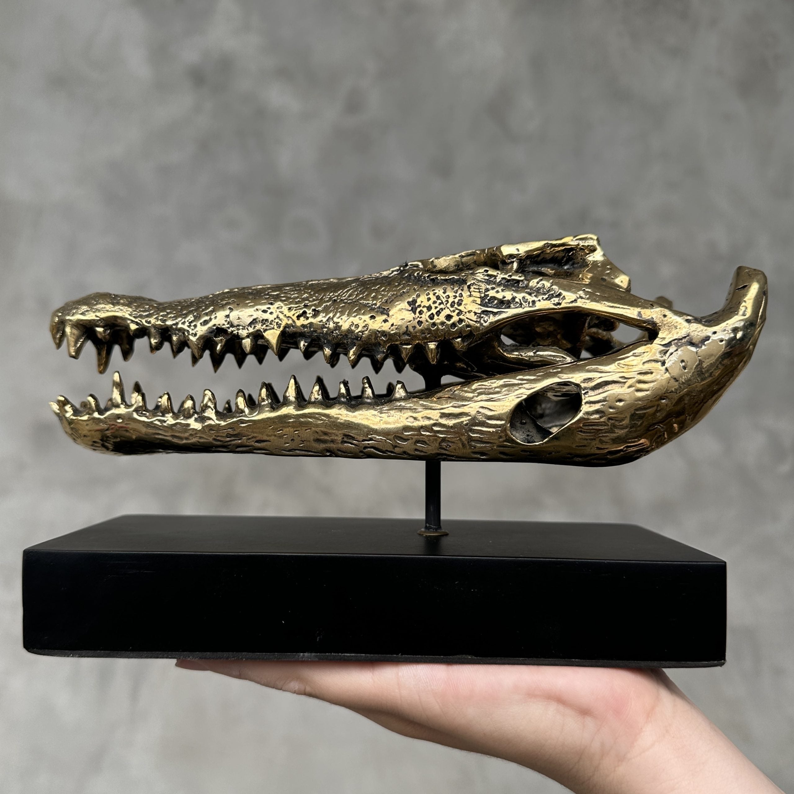 Saltwater Crocodile Skull, Small With Base