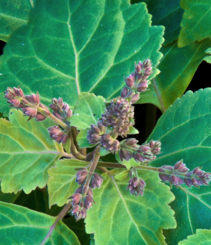 Patchouli-Plant-Sop.jpg