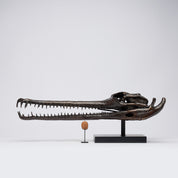 Extra Large Bronze Gharial Skull