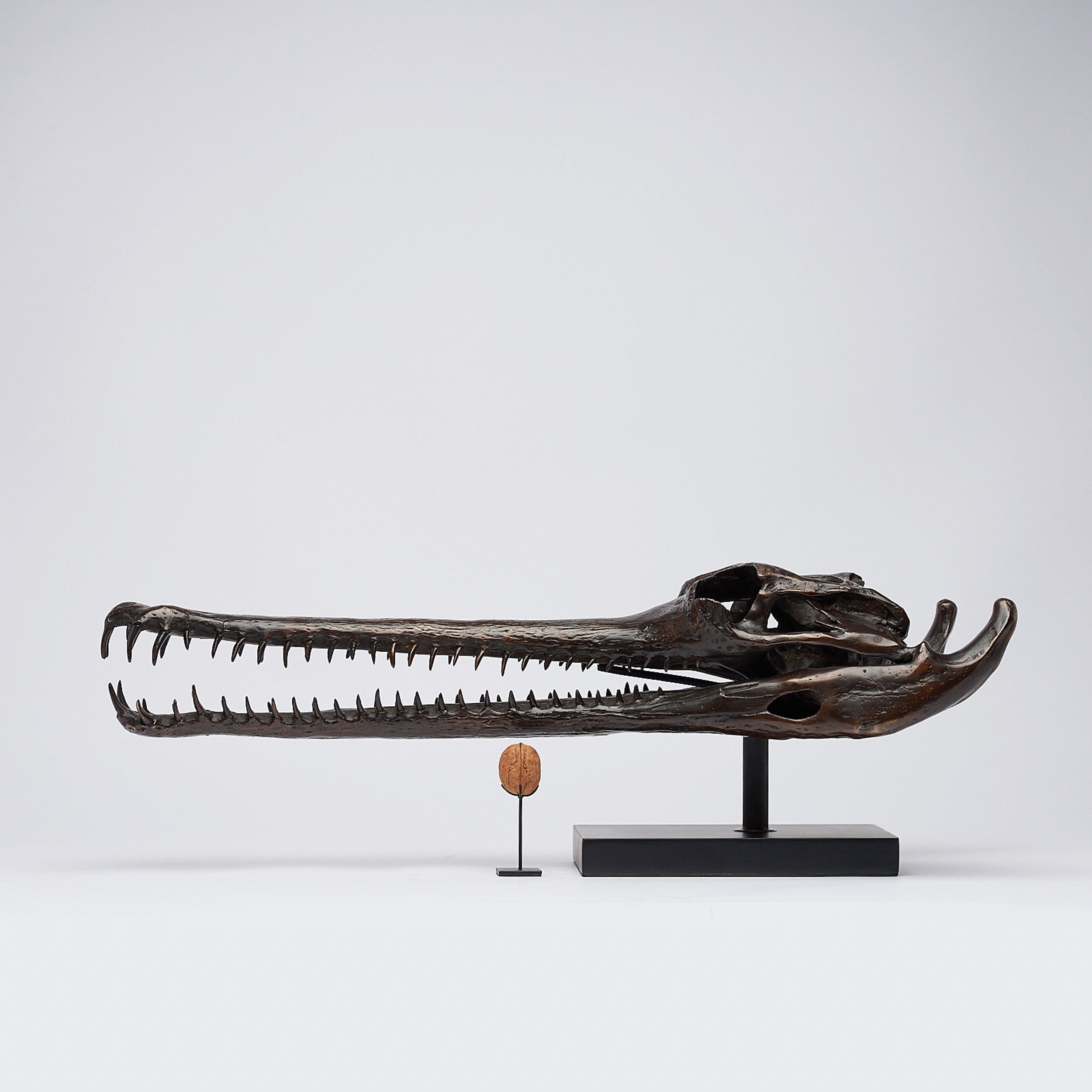 Extra Large Bronze Gharial Skull