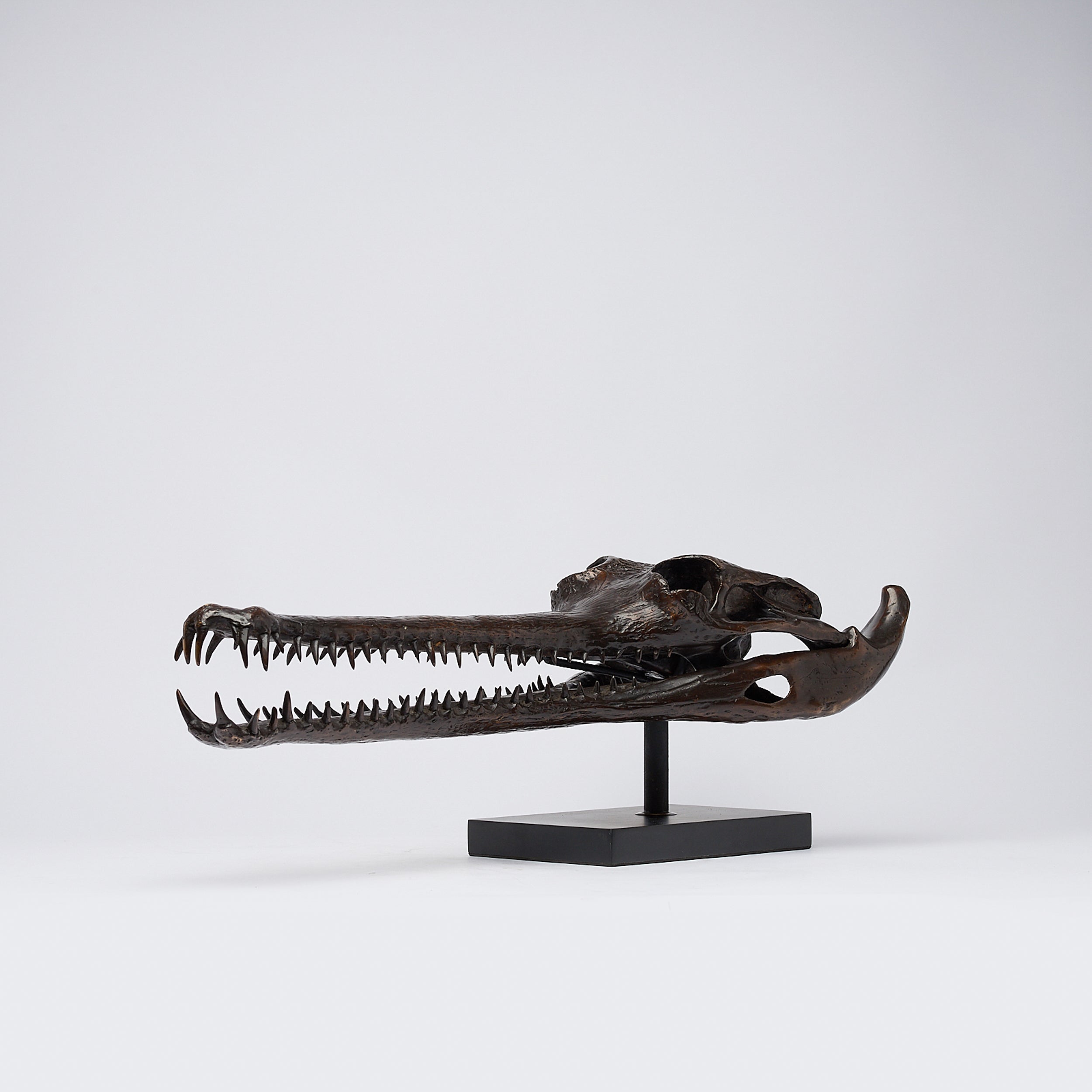 Extra Large Bronze Gharial Skull