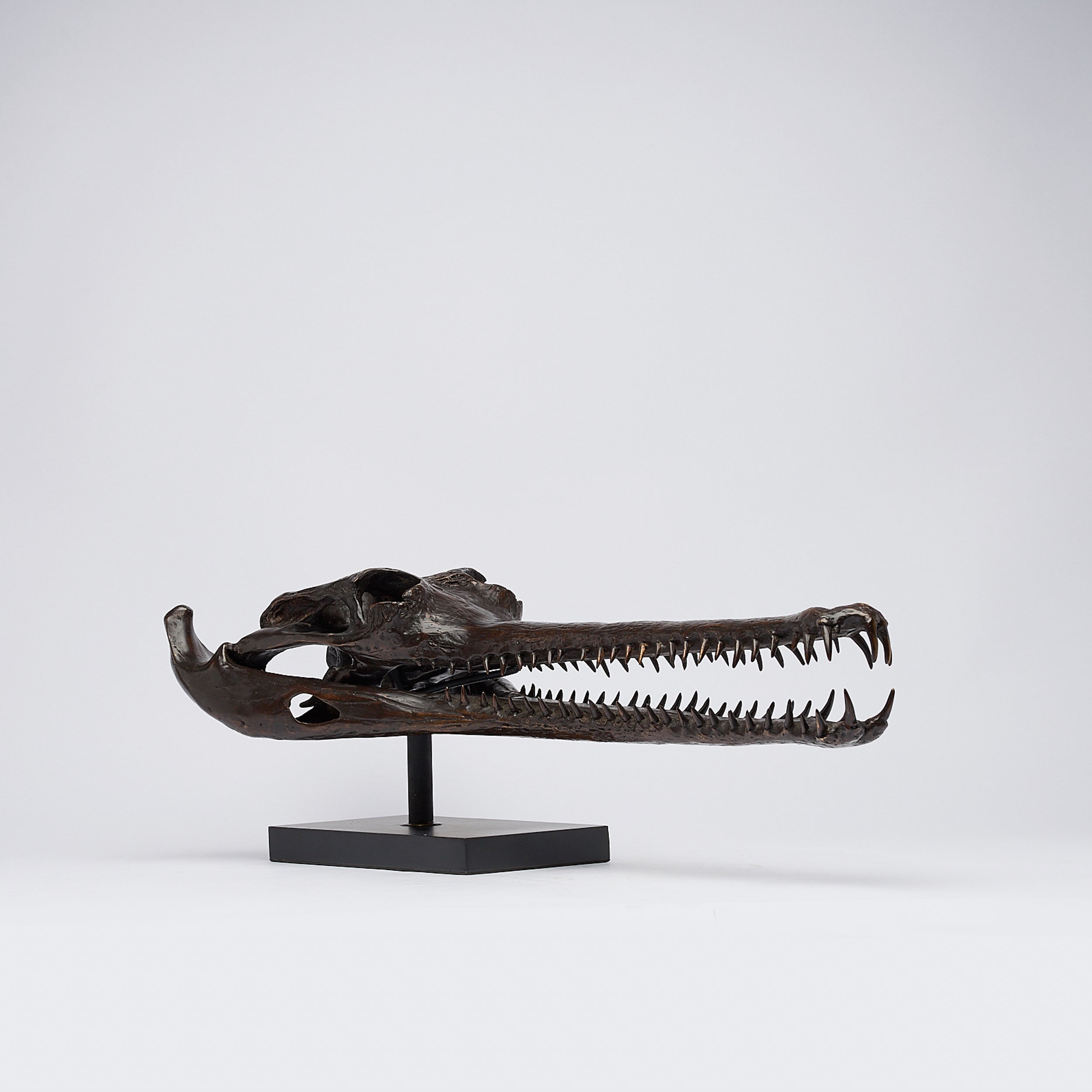 Extra Large Bronze Gharial Skull