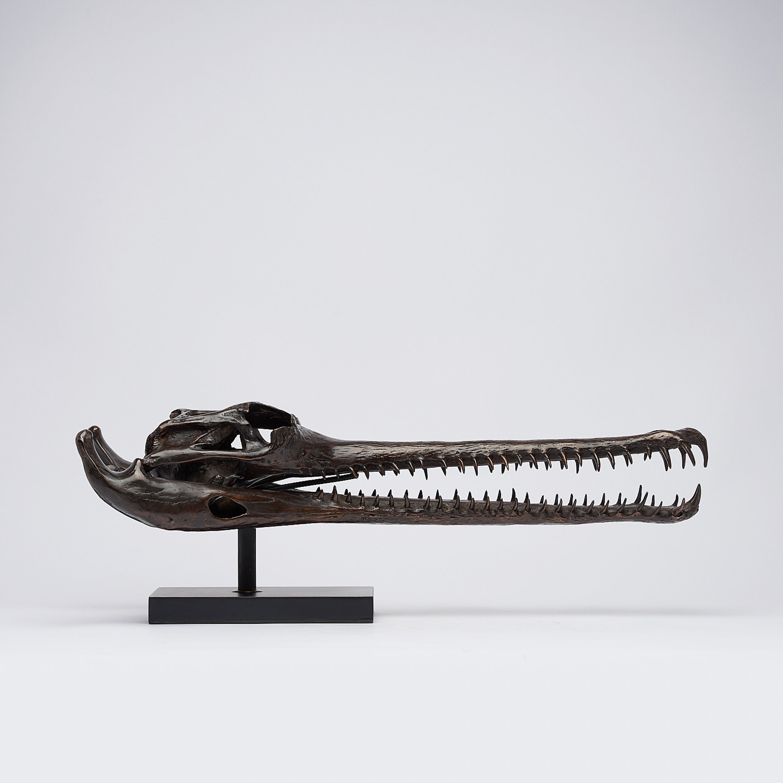 Extra Large Bronze Gharial Skull