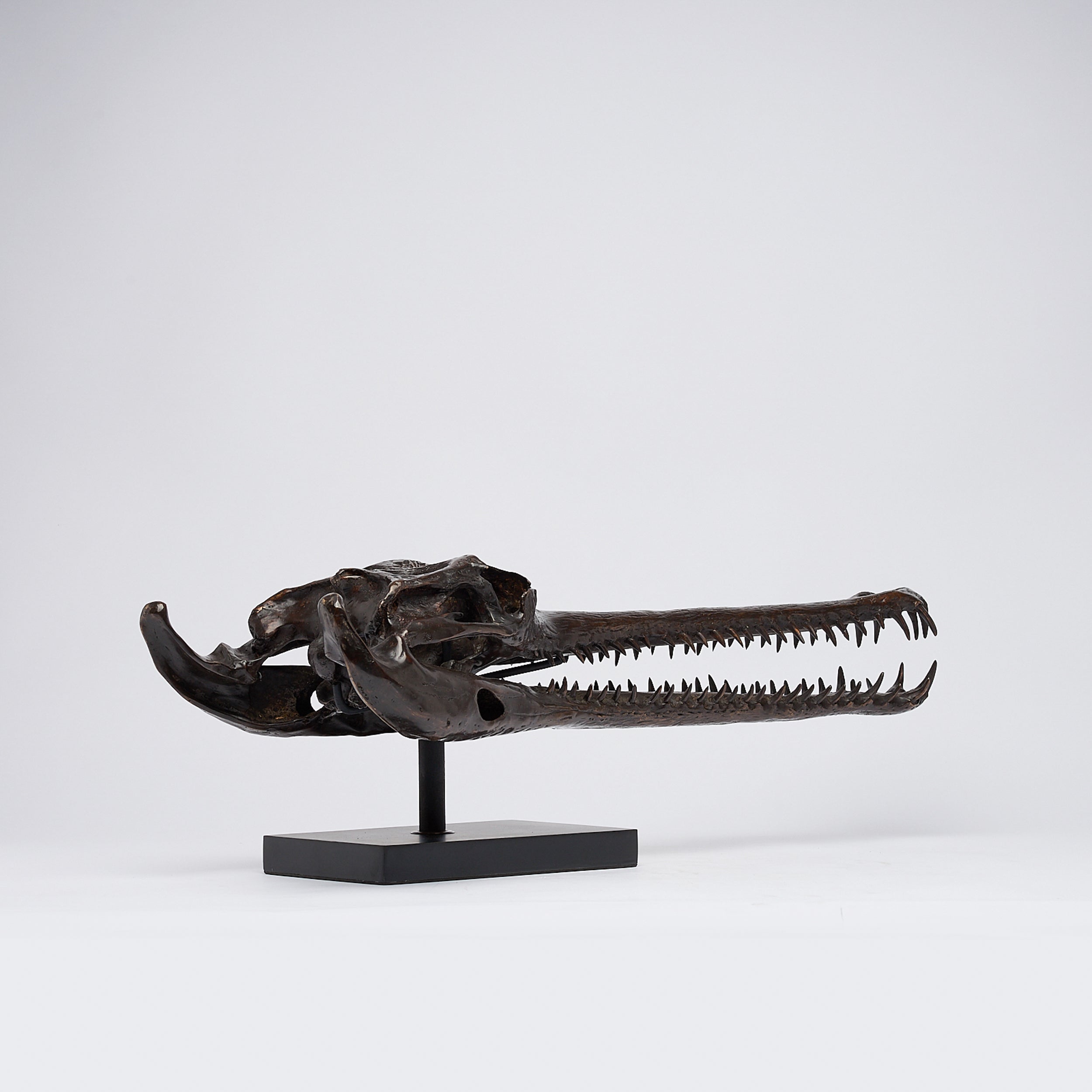 Extra Large Bronze Gharial Skull