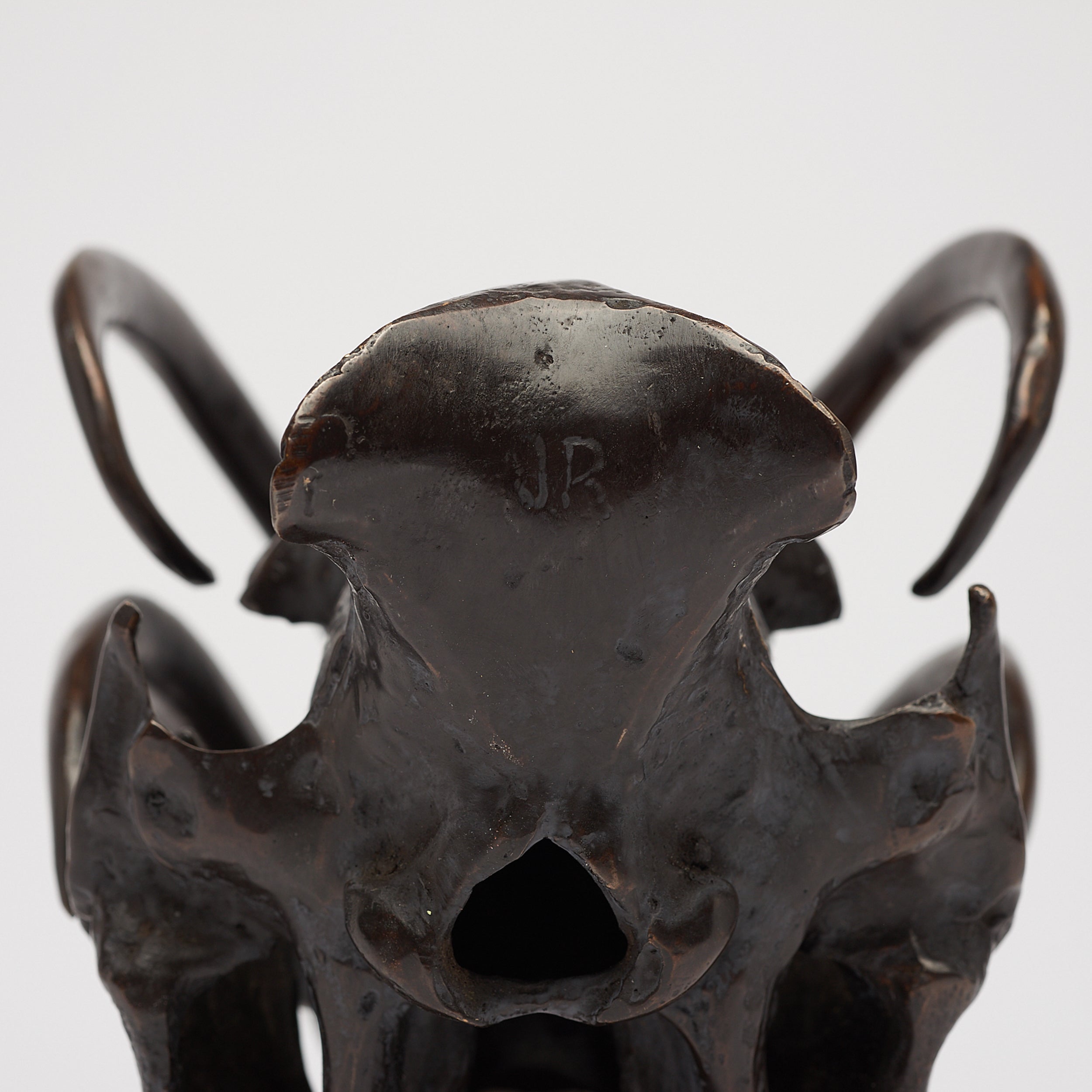 Babirusa Skull in bronze