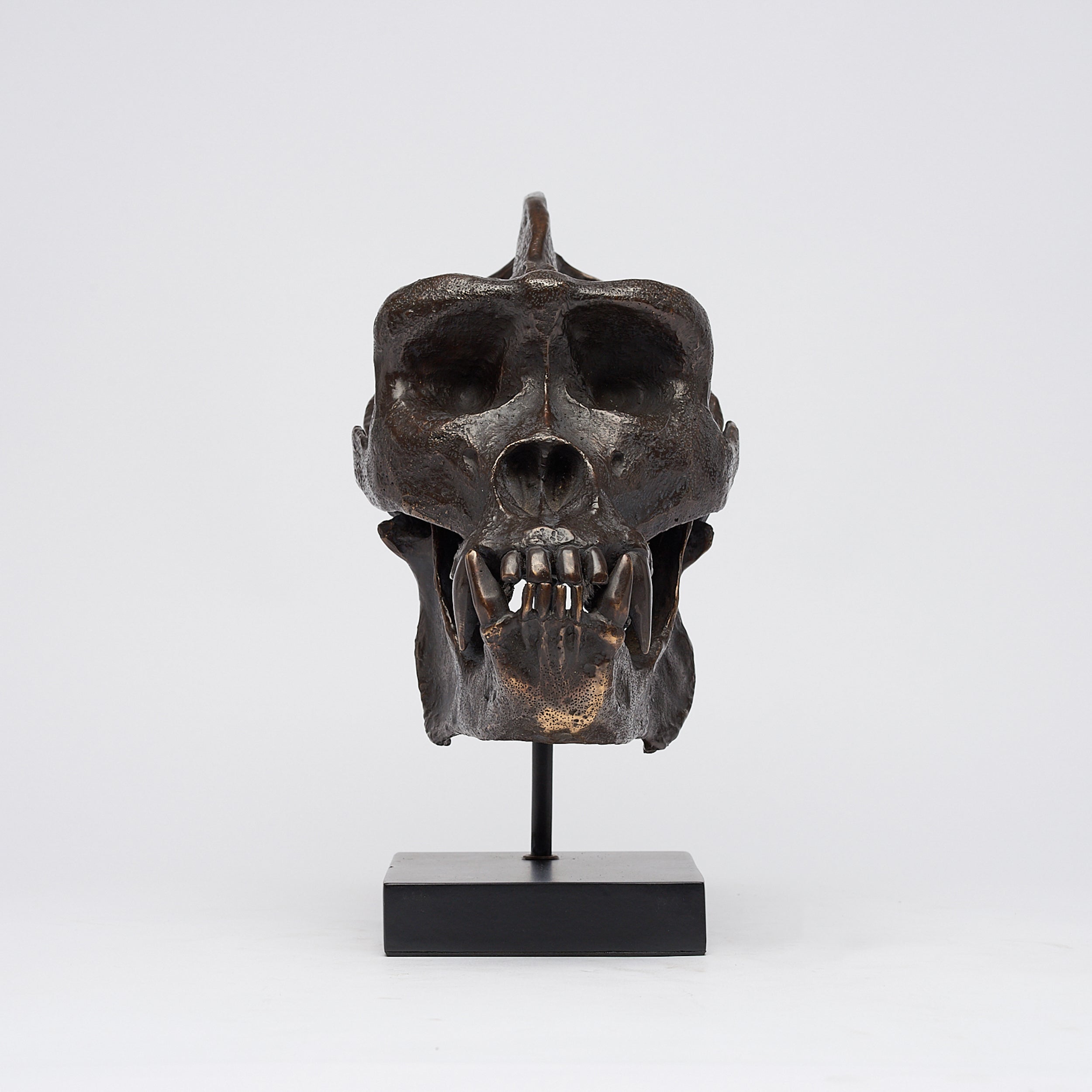 Bronze Western Lowland Gorilla Skull