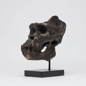 Bronze Western Lowland Gorilla Skull