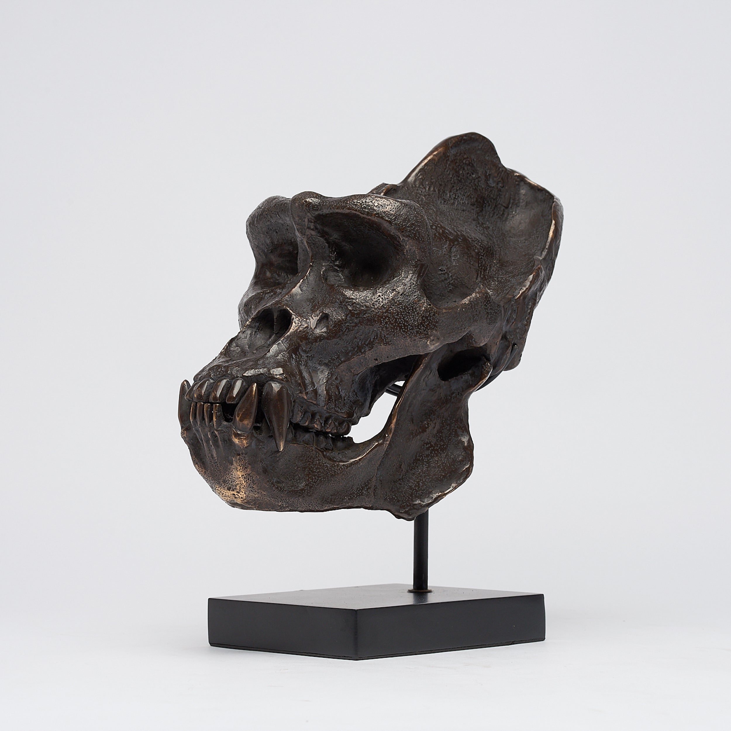 Bronze Western Lowland Gorilla Skull