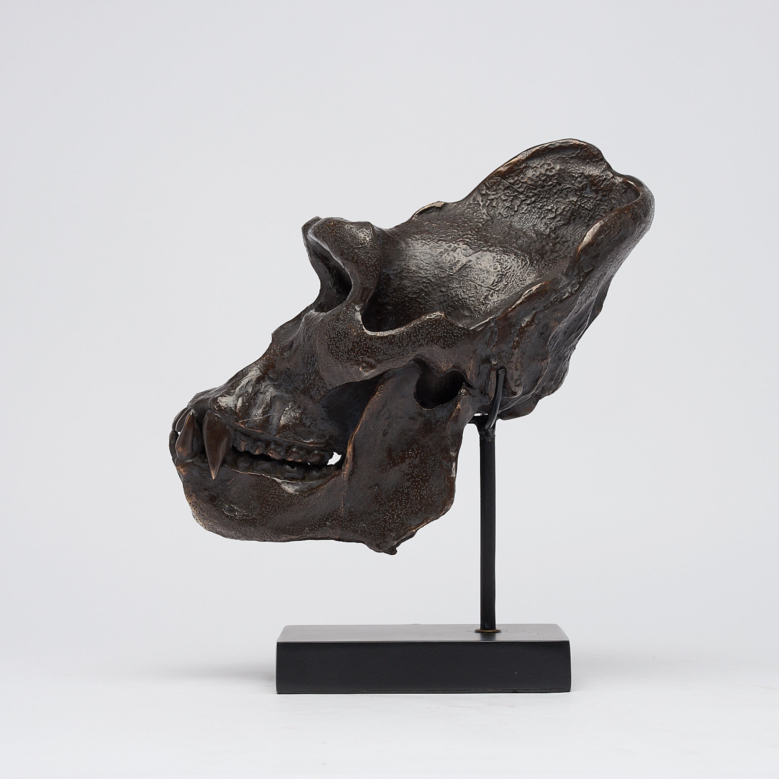 Bronze Western Lowland Gorilla Skull