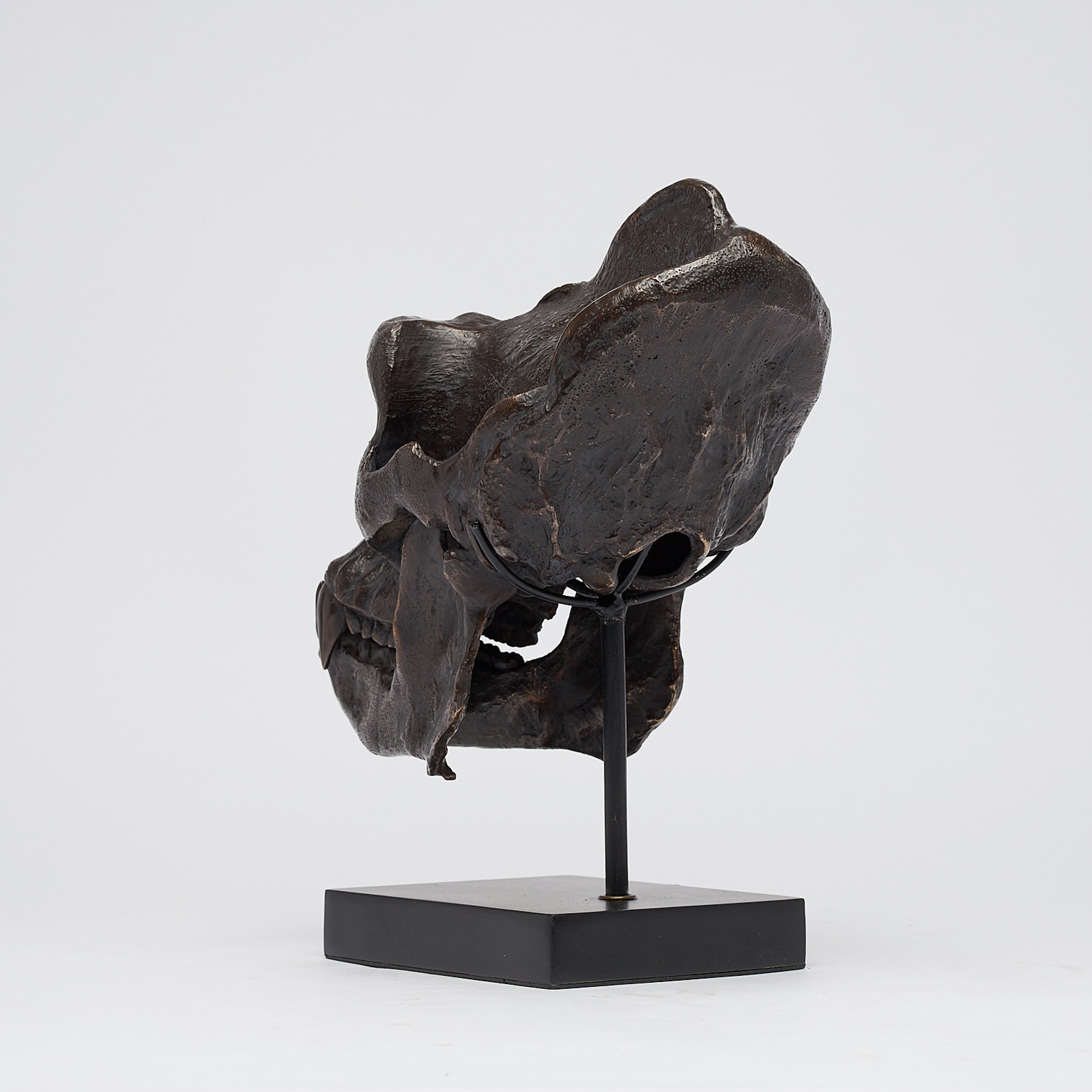 Bronze Western Lowland Gorilla Skull