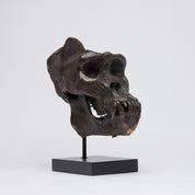 Bronze Western Lowland Gorilla Skull