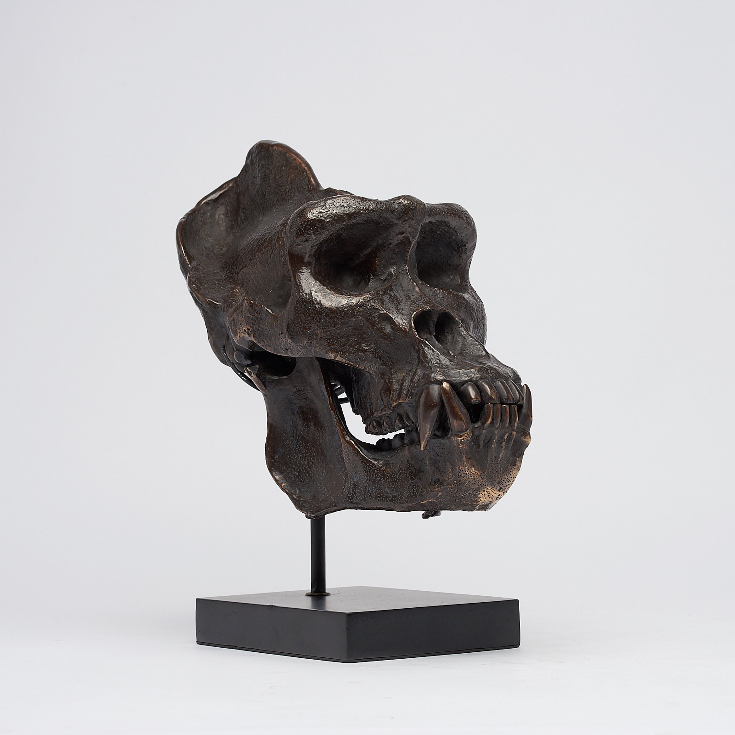 Bronze Western Lowland Gorilla Skull