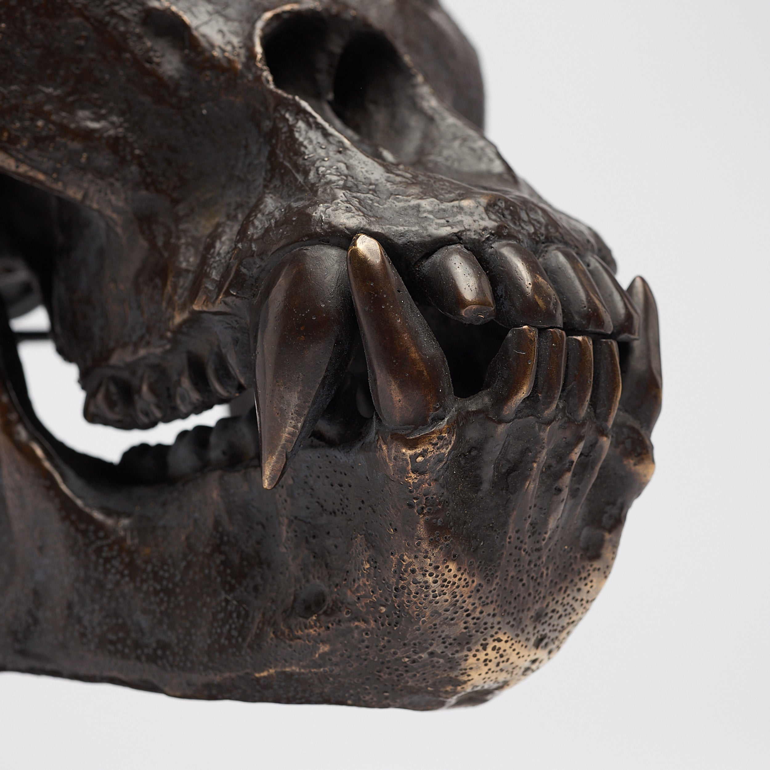 Bronze Western Lowland Gorilla Skull