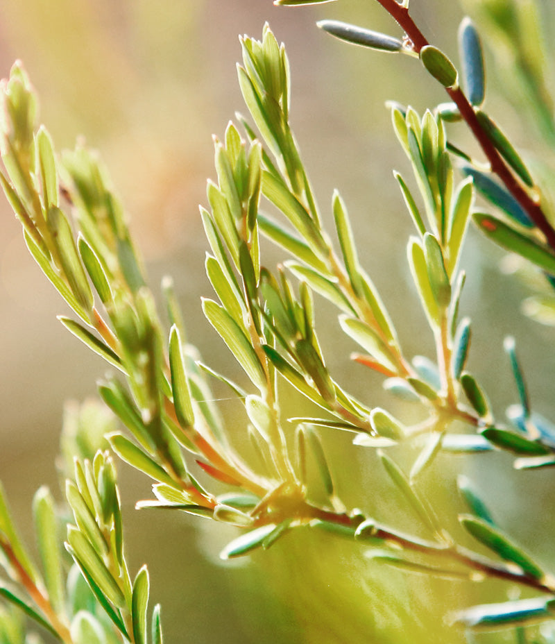 Tea-Tree-Plant-Sop.jpg