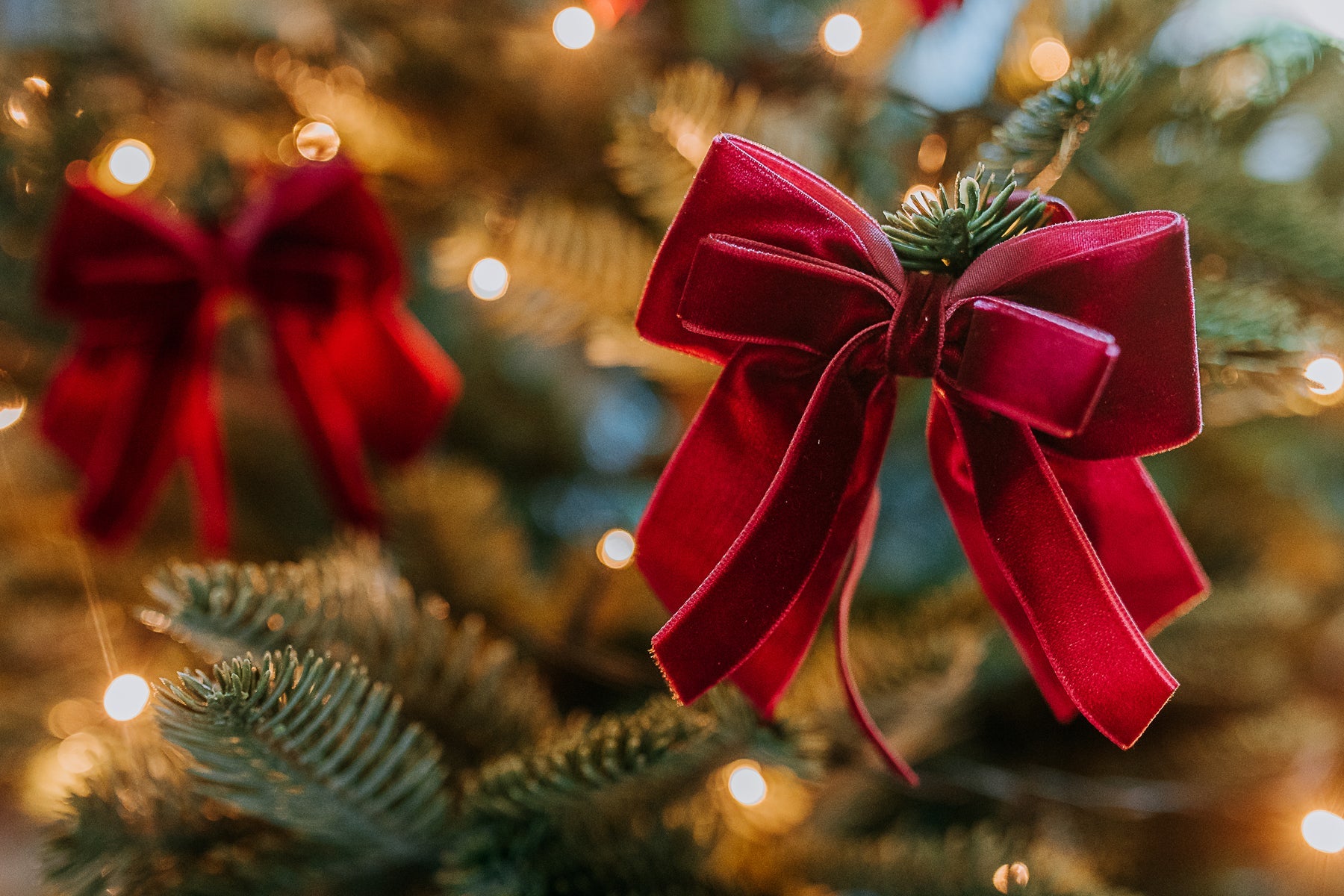 BURGUNDY DOUBLE VELVET BOWS (FOUR)