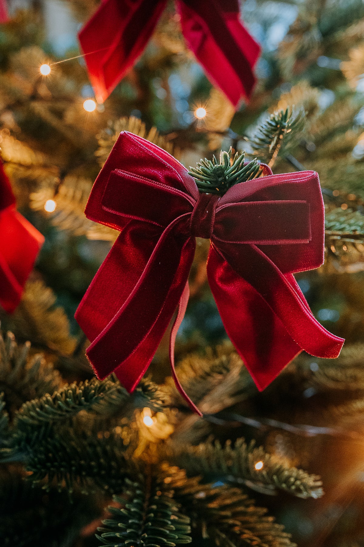 BURGUNDY DOUBLE VELVET BOWS (FOUR)