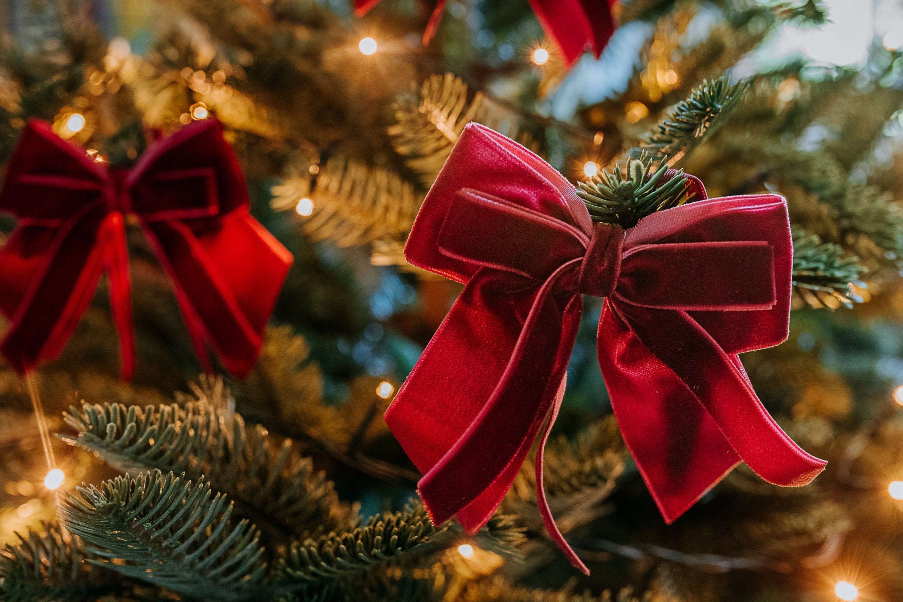 BURGUNDY DOUBLE VELVET BOWS (FOUR)