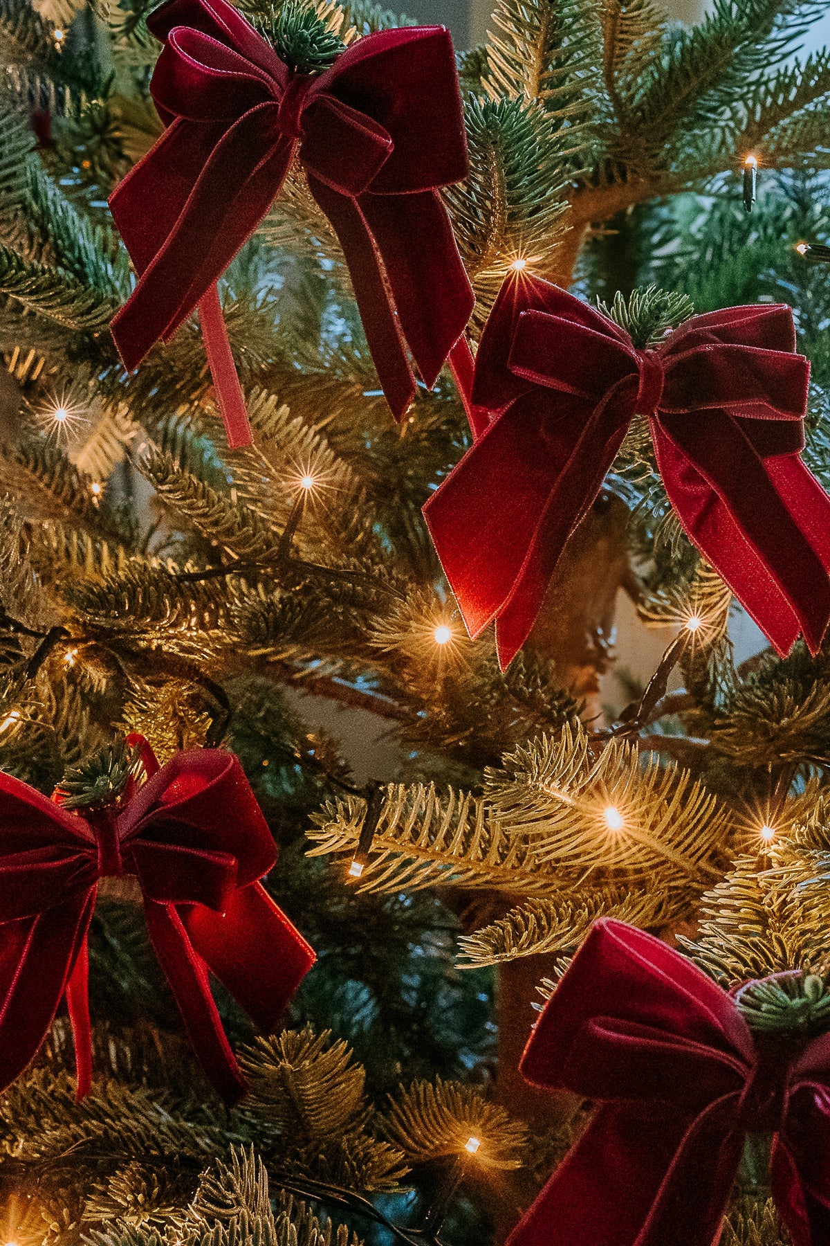 BURGUNDY DOUBLE VELVET BOWS (FOUR)