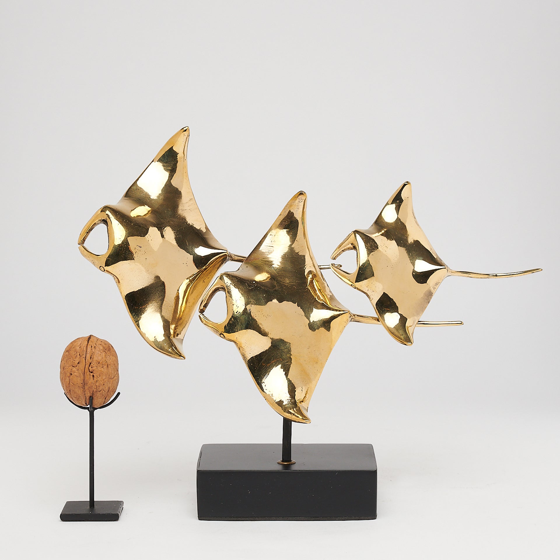 Young Manta Ray Family Drifting