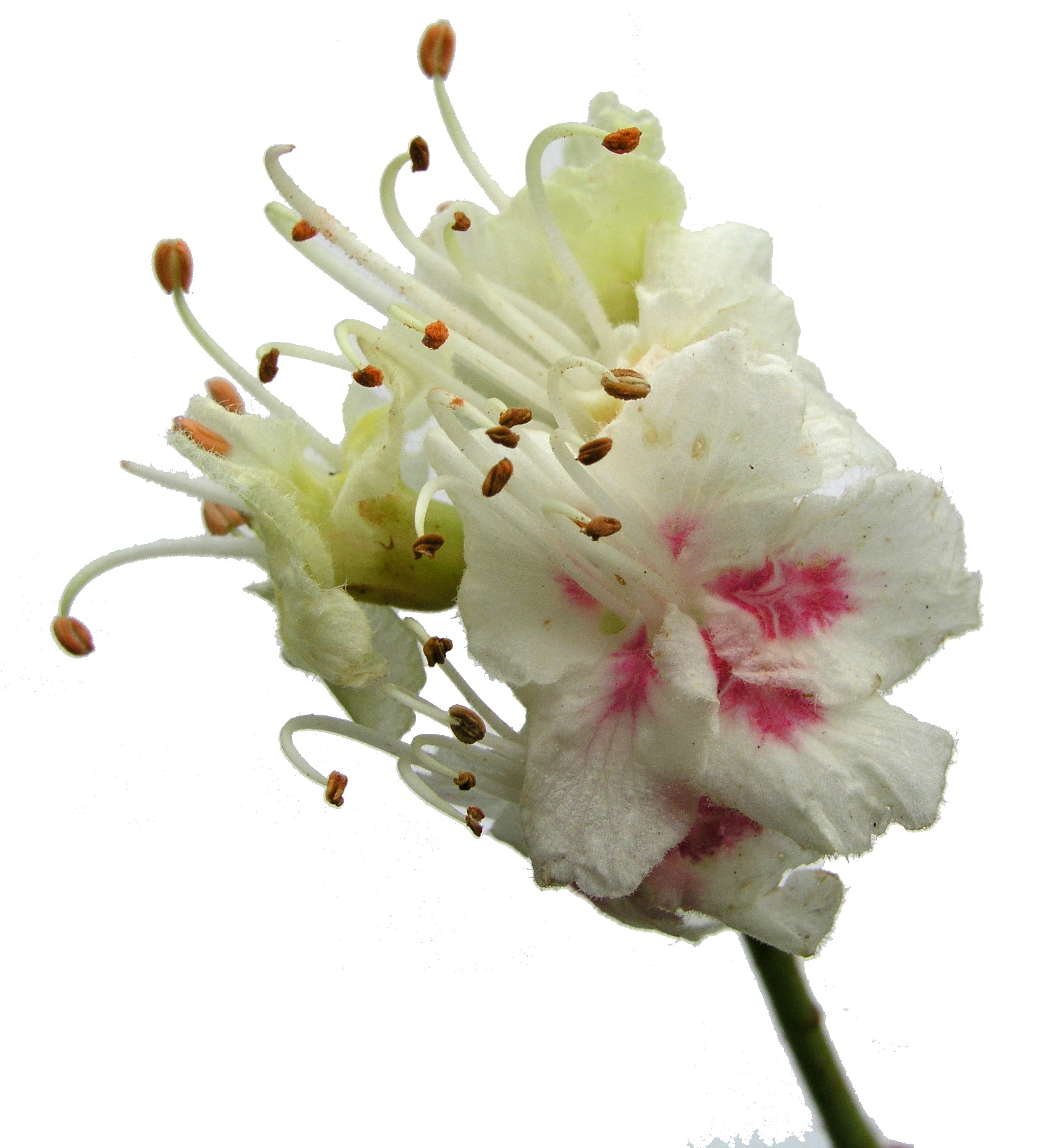 White Chestnut Flower Essence ~ stop worrying