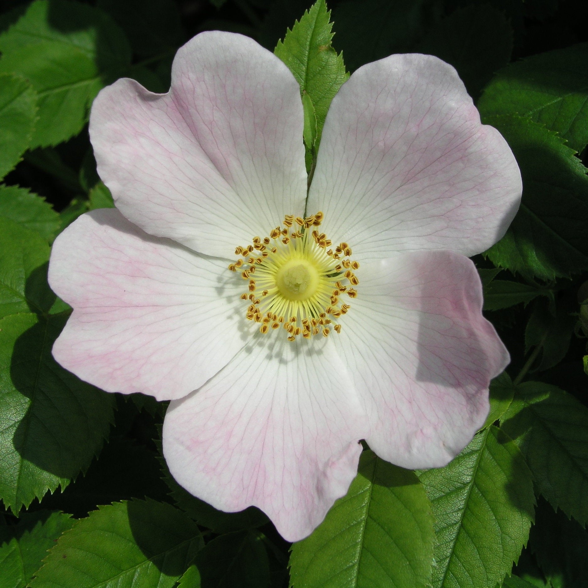 Wild Rose Flower Essence ~ heartfelt vitality