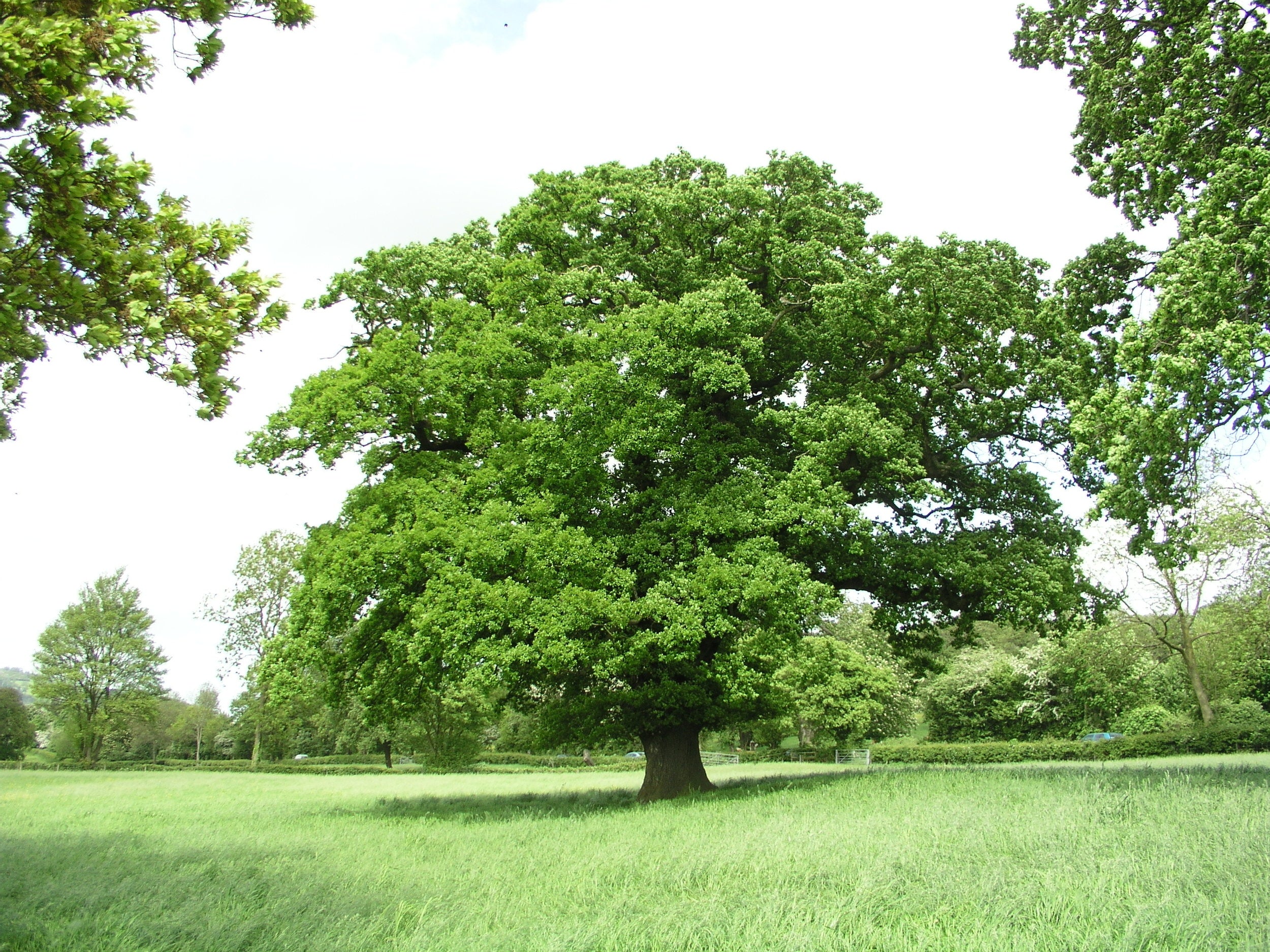 260_oak_tree.jpg
