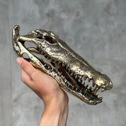 Saltwater Crocodile Skull, Small