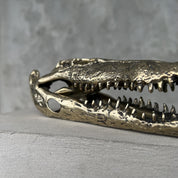 Saltwater Crocodile Skull, Small