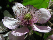 Blackberry Flower Essence ~ it is safe to grow