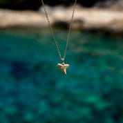 Shark Tooth Necklace - Solid Gold