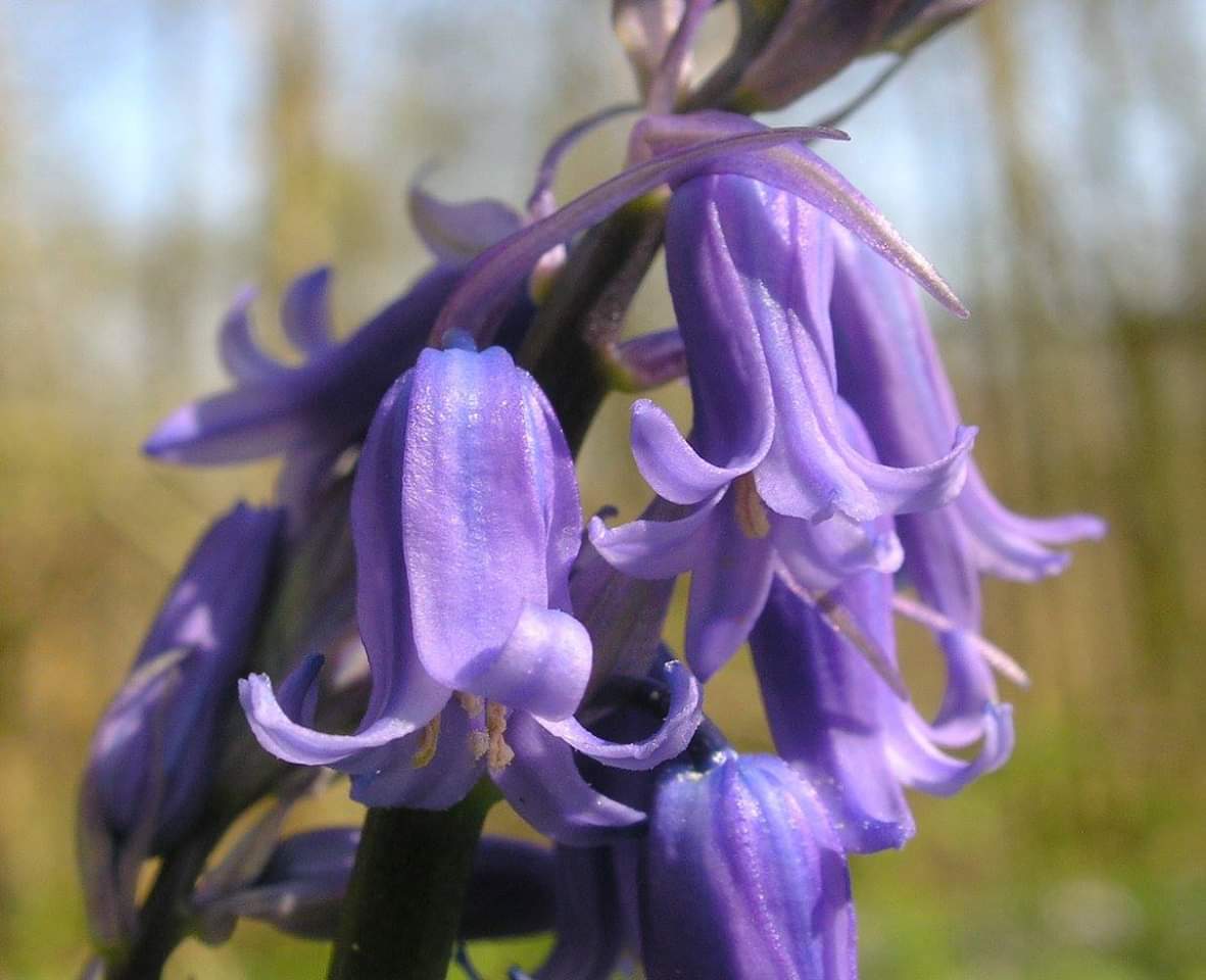 Bluebell Flower Essence ~ I am heard