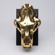 Sooka Polar Bear Skull In Polished Bronze
