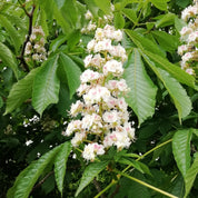 White Chestnut Flower Essence ~ stop worrying