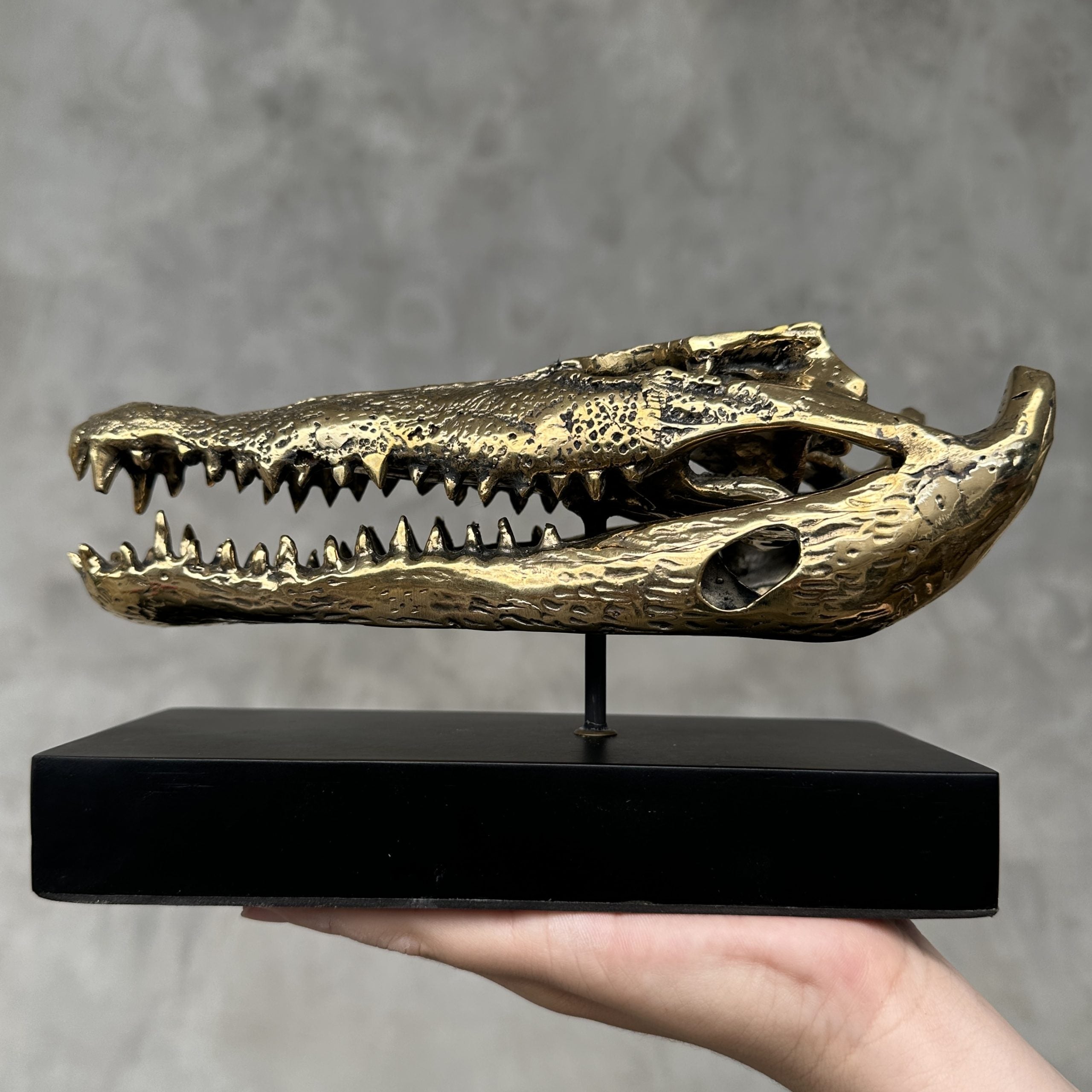 Saltwater Crocodile Skull, Small with base