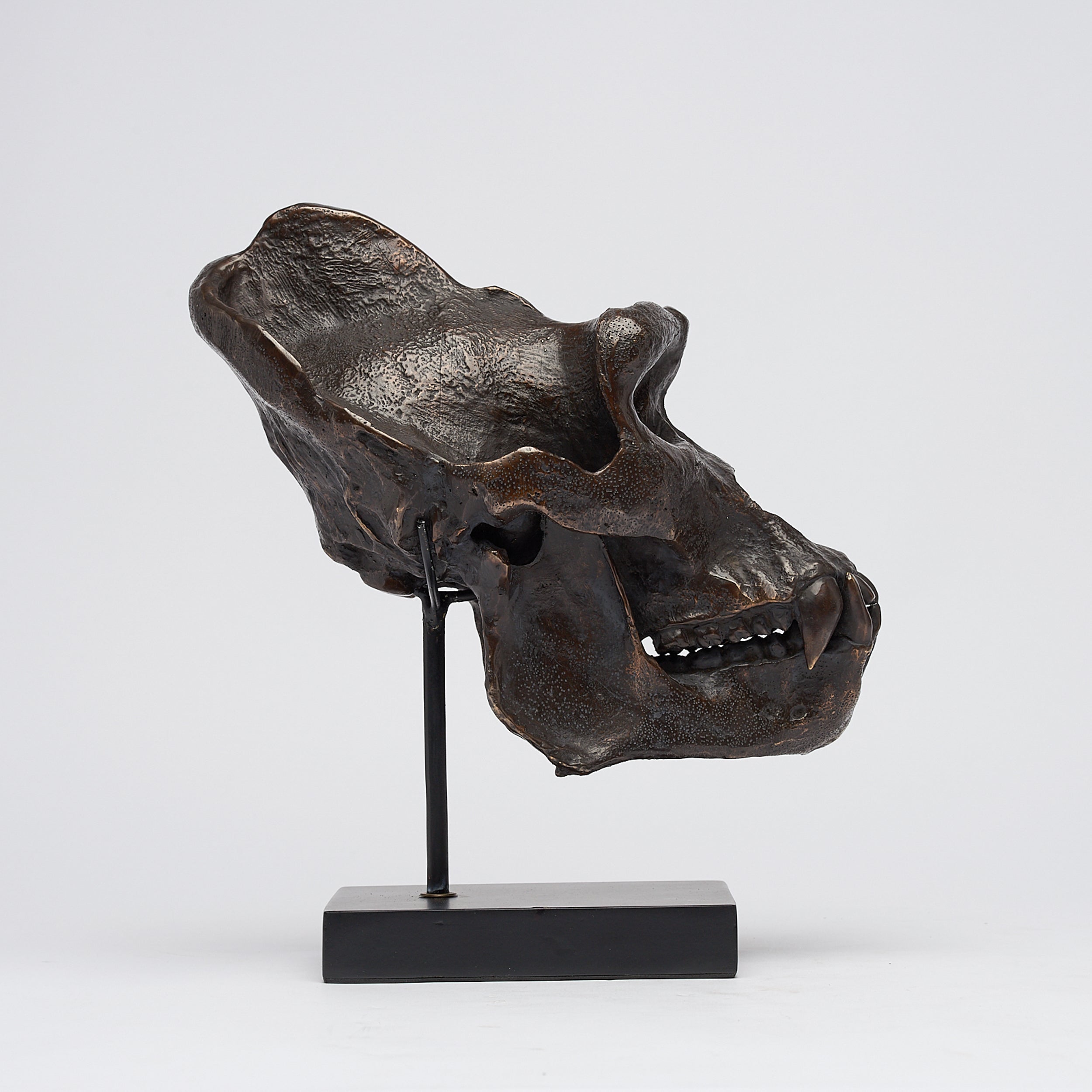Sooka Bronze Western Lowland Gorilla Skull