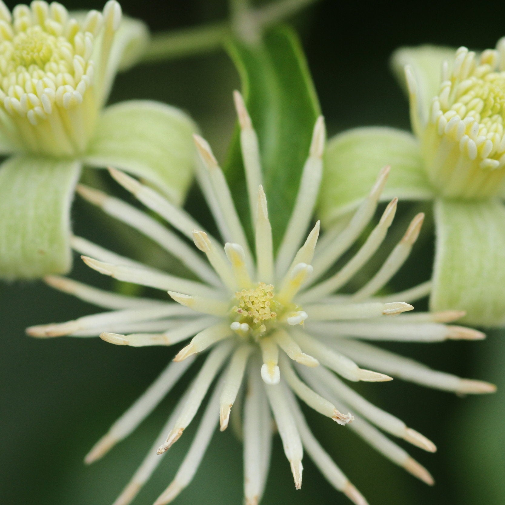 Clematis Flower Essence ~ ideas into reality