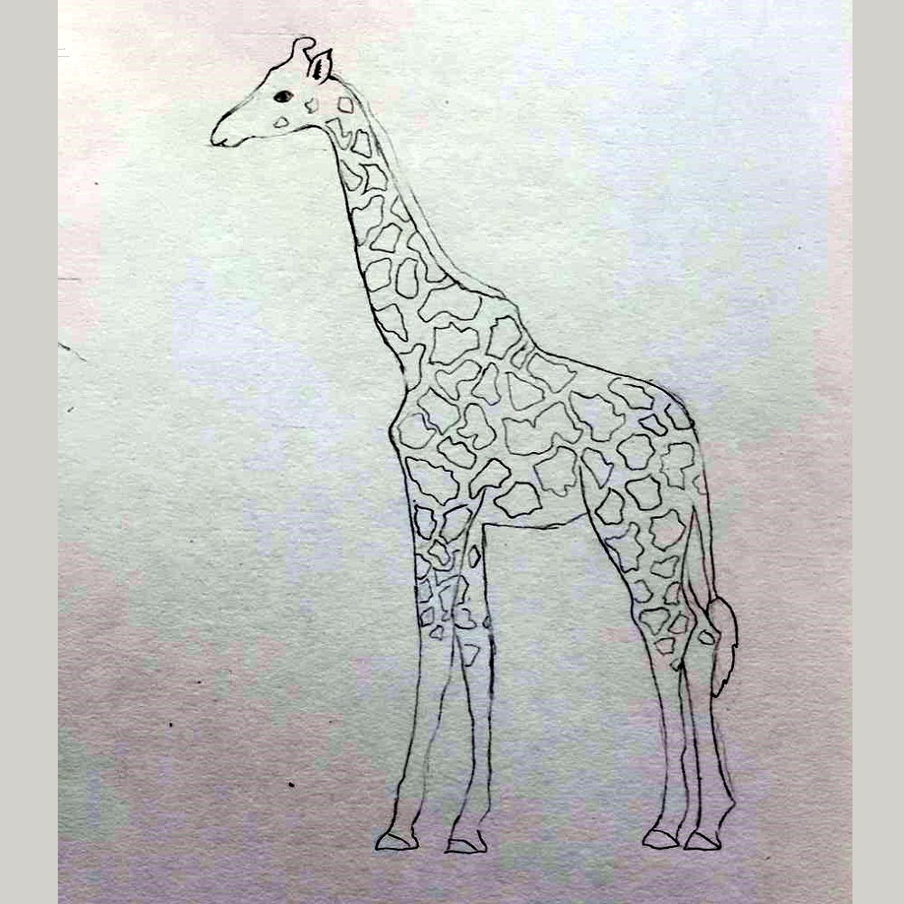giraffe-original_472cf0b3-2b53-47f2-9cd3-07fca8c54053.jpg