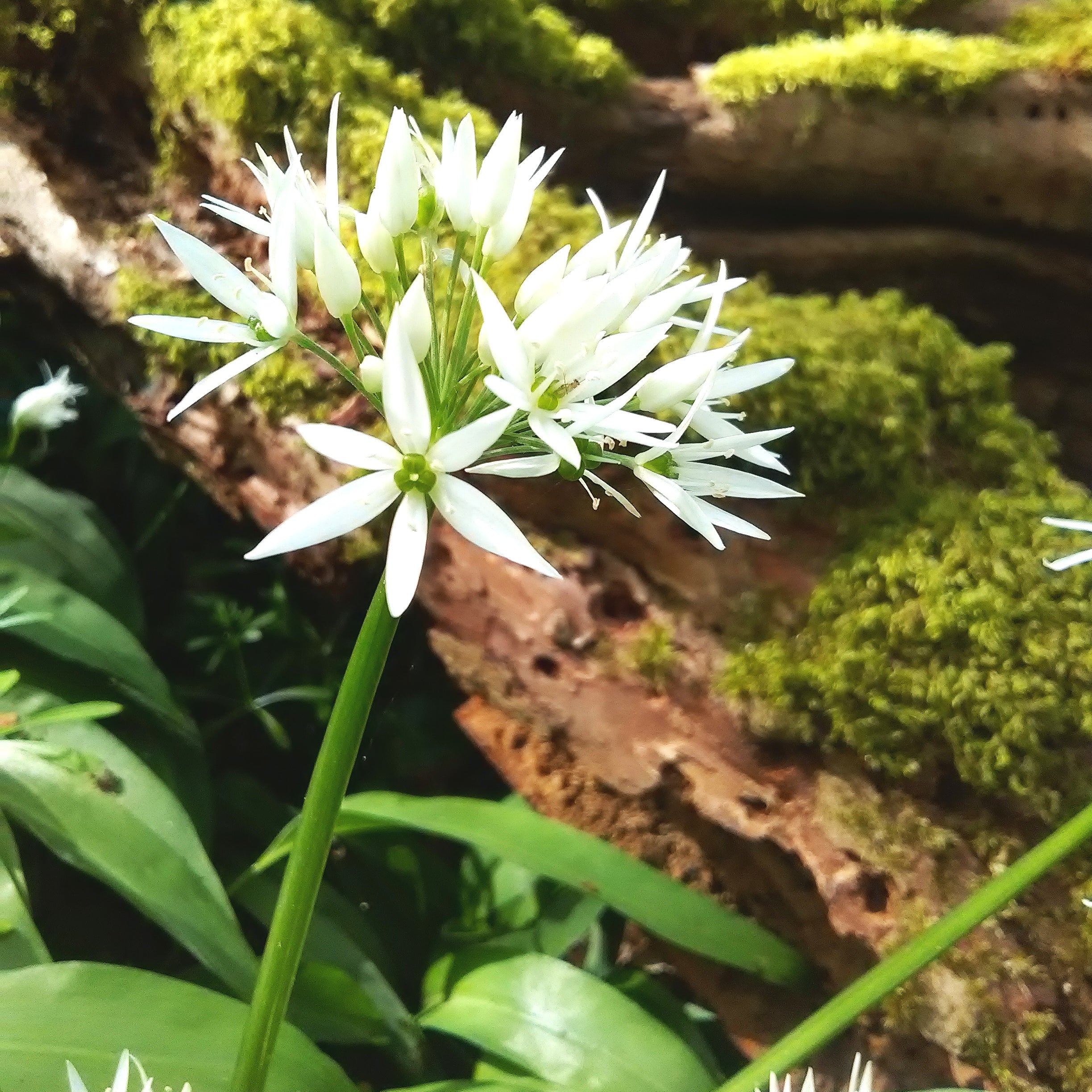 Wild Garlic Flower Essence ~ universal support