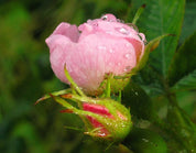 Rose Beauty Mist
