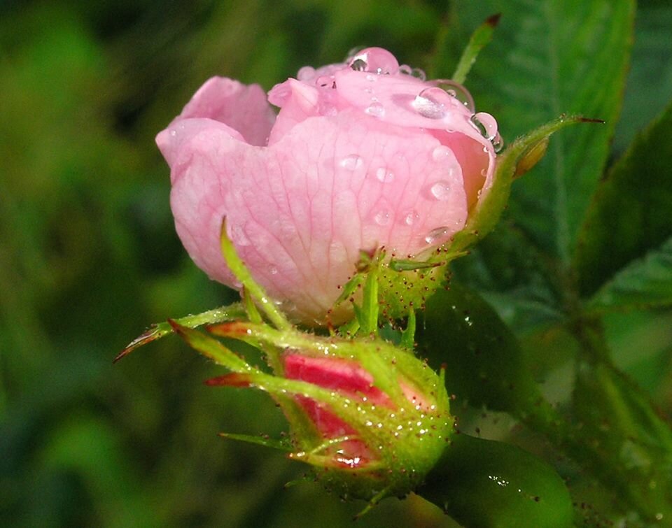 Rose Beauty Mist