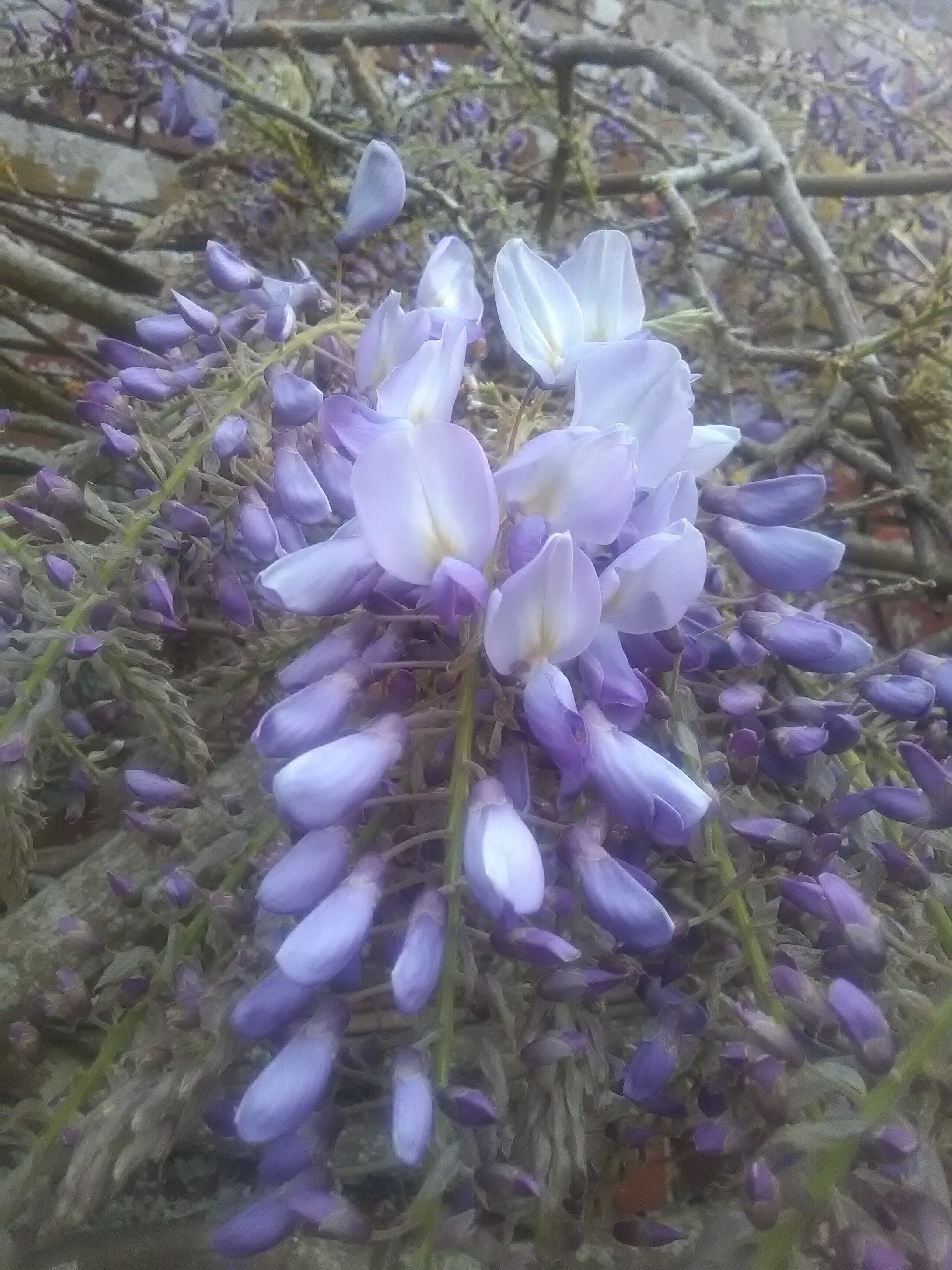 Wisteria Flower Essence ~ intimate expression